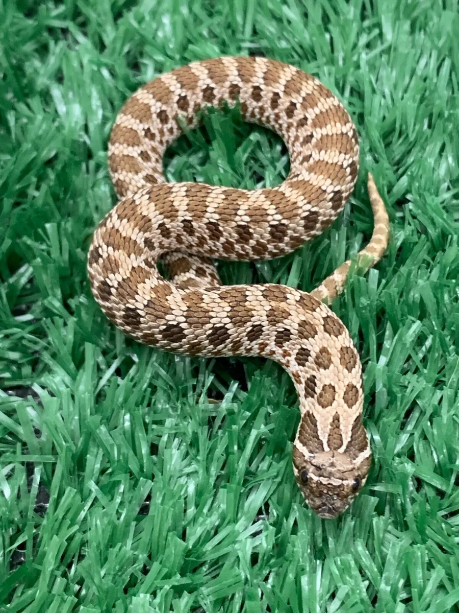 Western Hognose snakes - Image 4