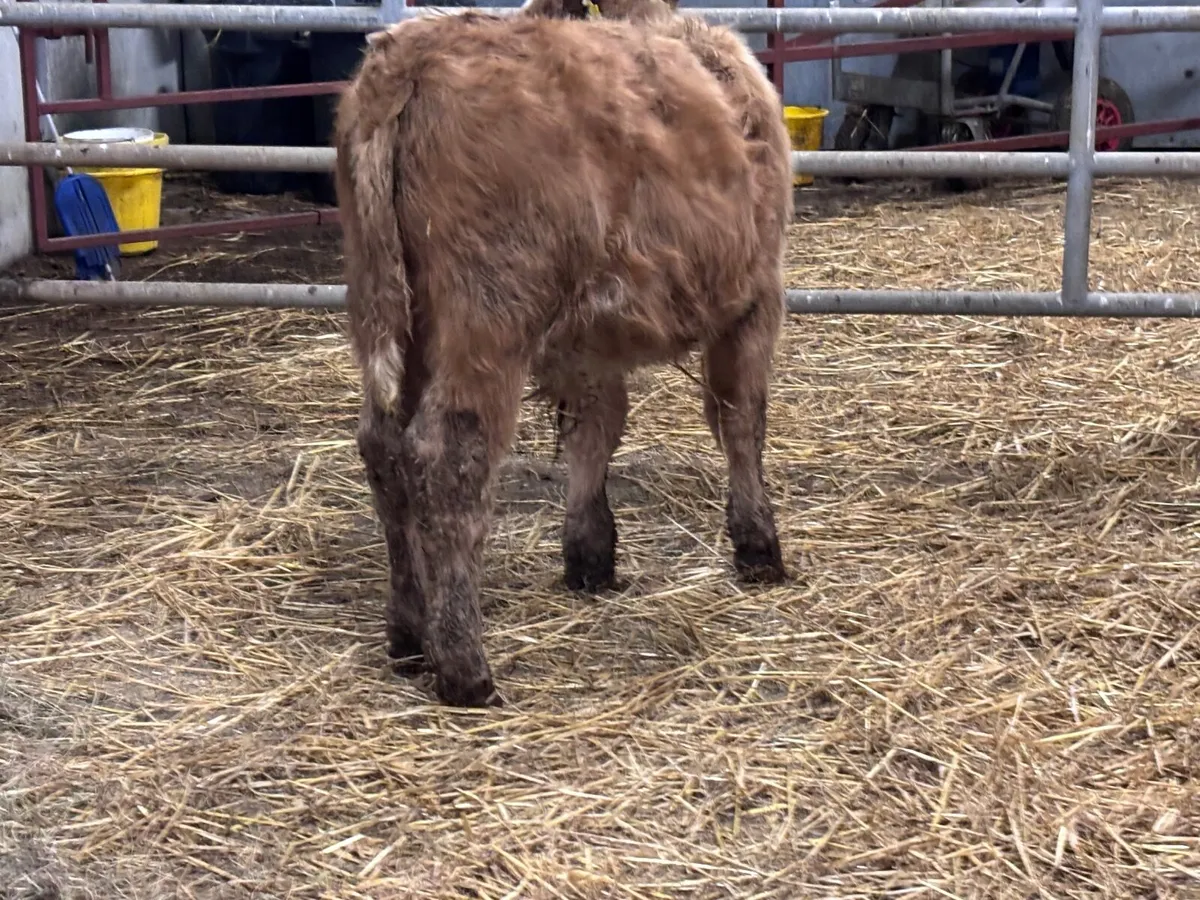2 yellow charlaois bull Weanlings for sale - Image 2