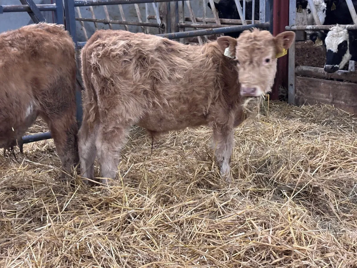 2 yellow charlaois bull Weanlings for sale - Image 3