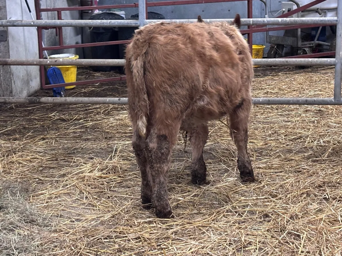 2 yellow charlaois bull Weanlings for sale - Image 4