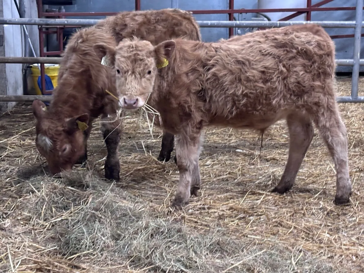 2 yellow charlaois bull Weanlings for sale - Image 1
