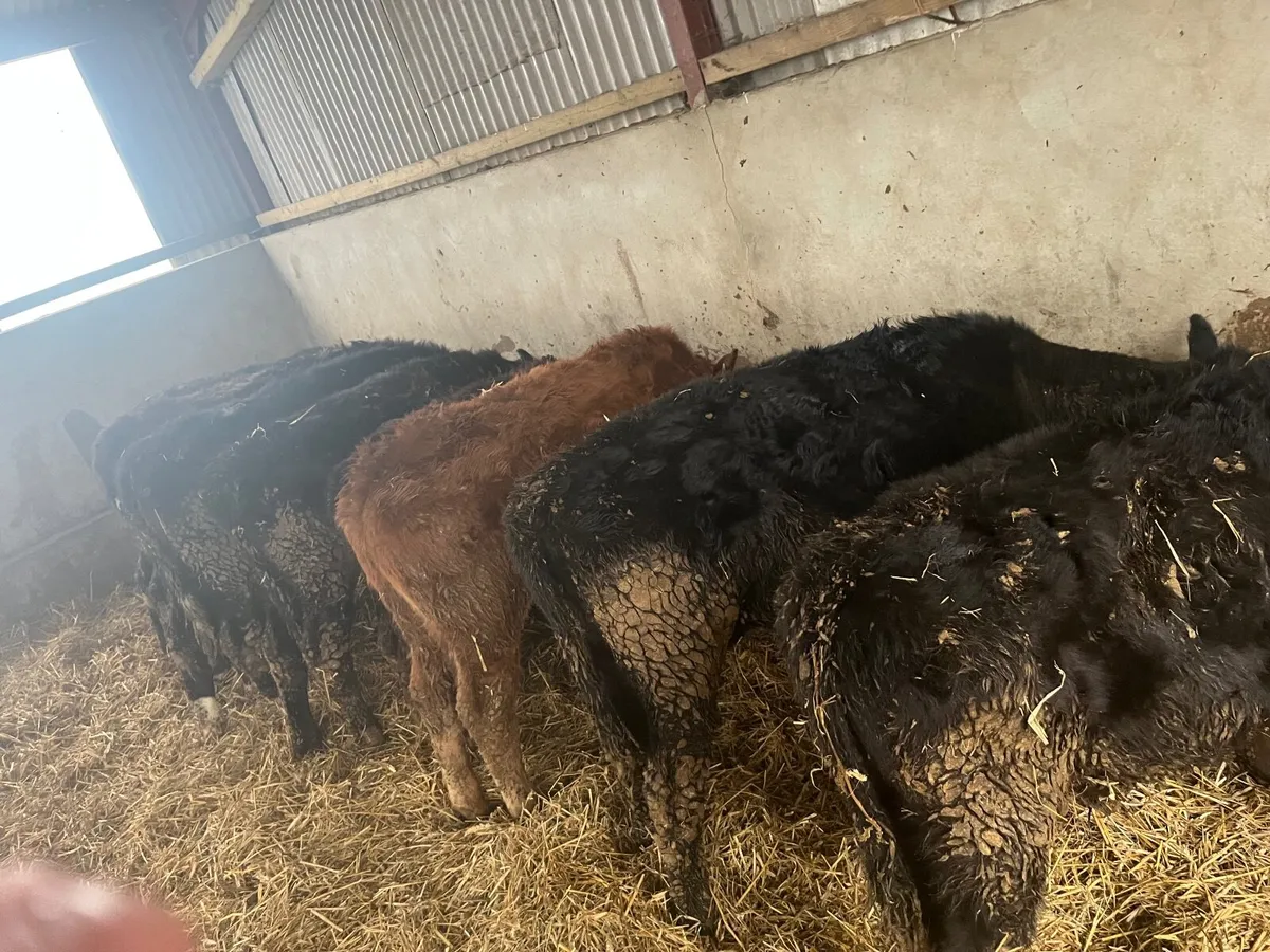 Bulls/bullocks - Image 1