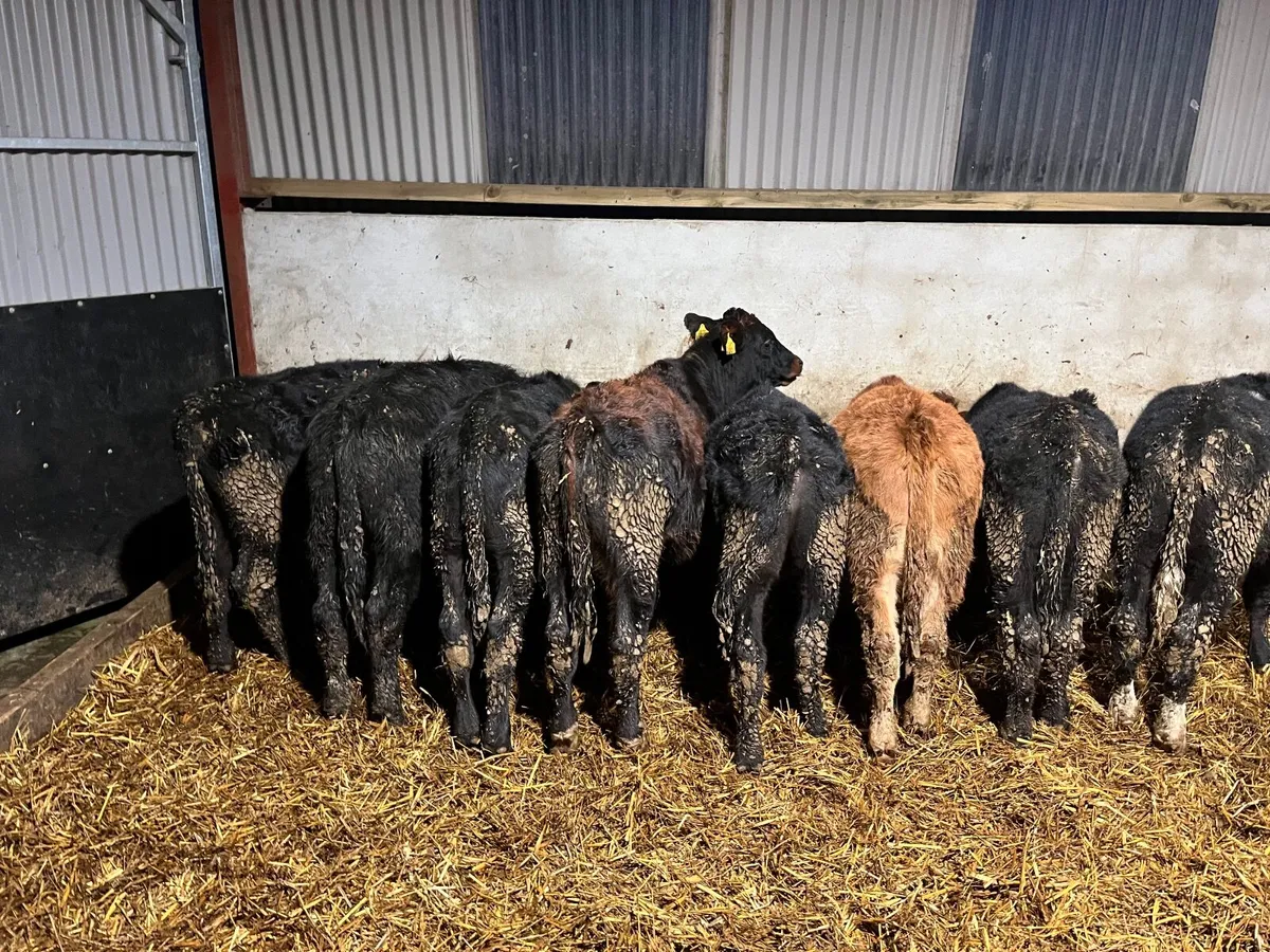 Bulls/bullocks - Image 2