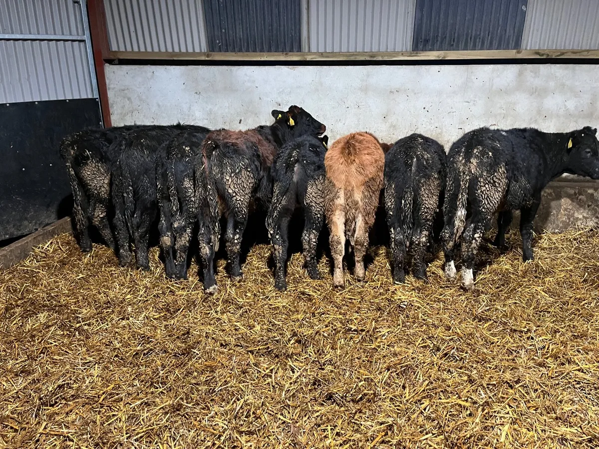 Bulls/bullocks - Image 3