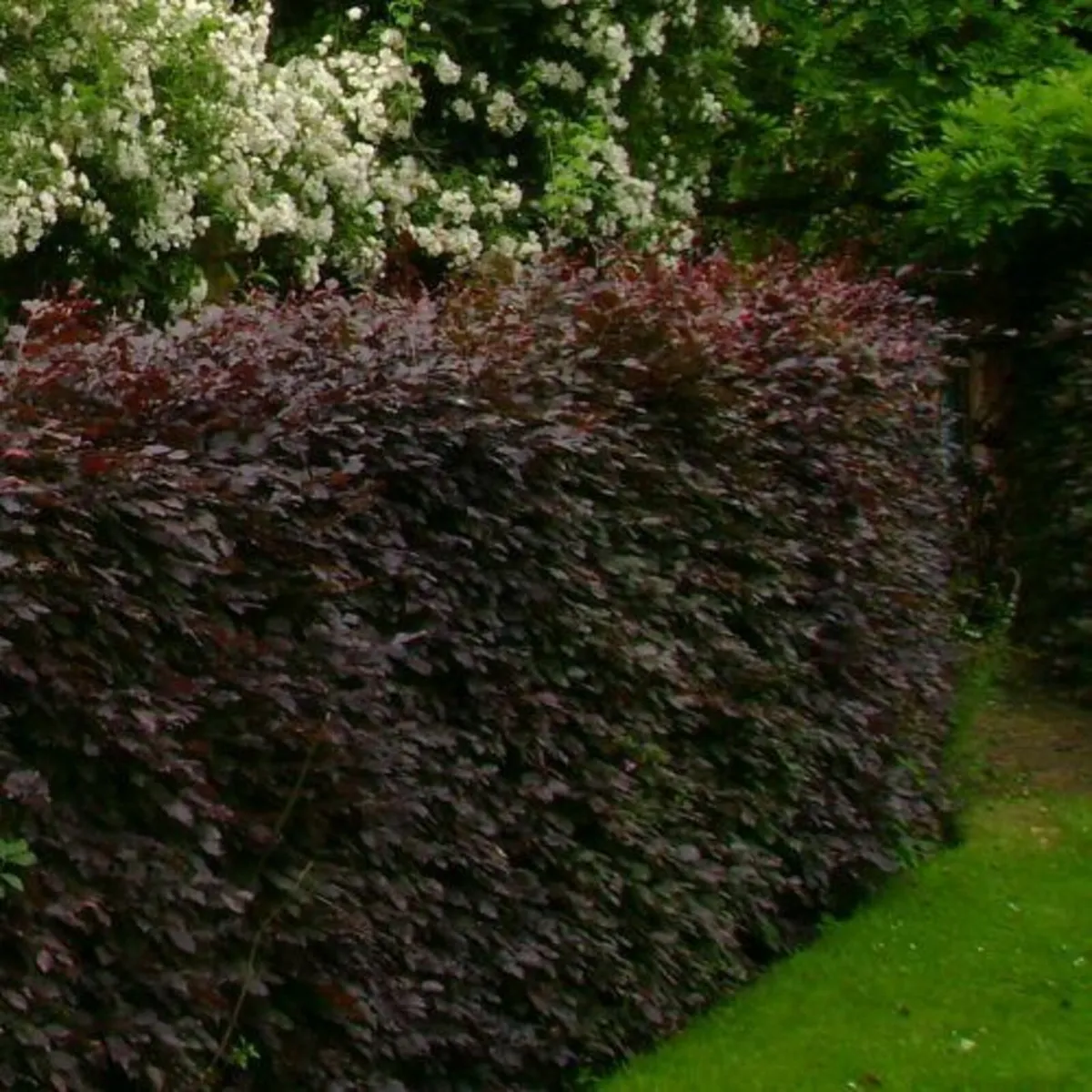 WHITETHORN HEDGING BEECH - Image 2