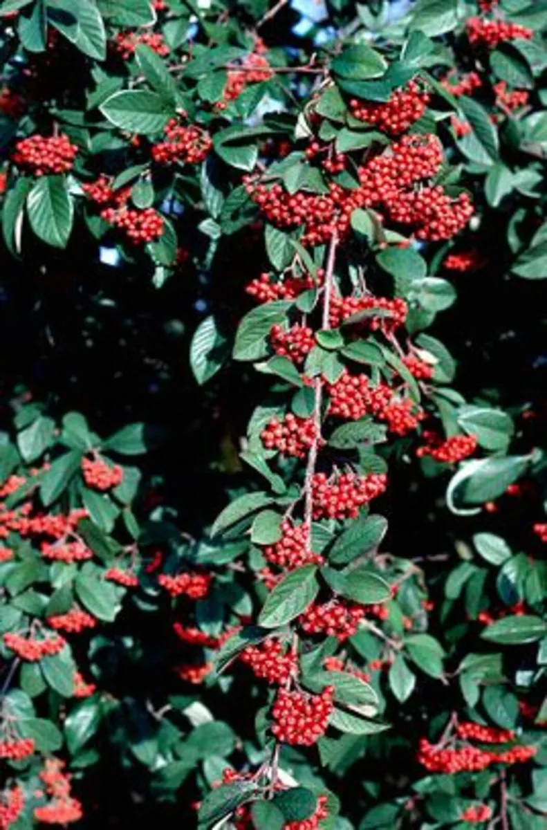 WHITETHORN HEDGING  BEECH - Image 4