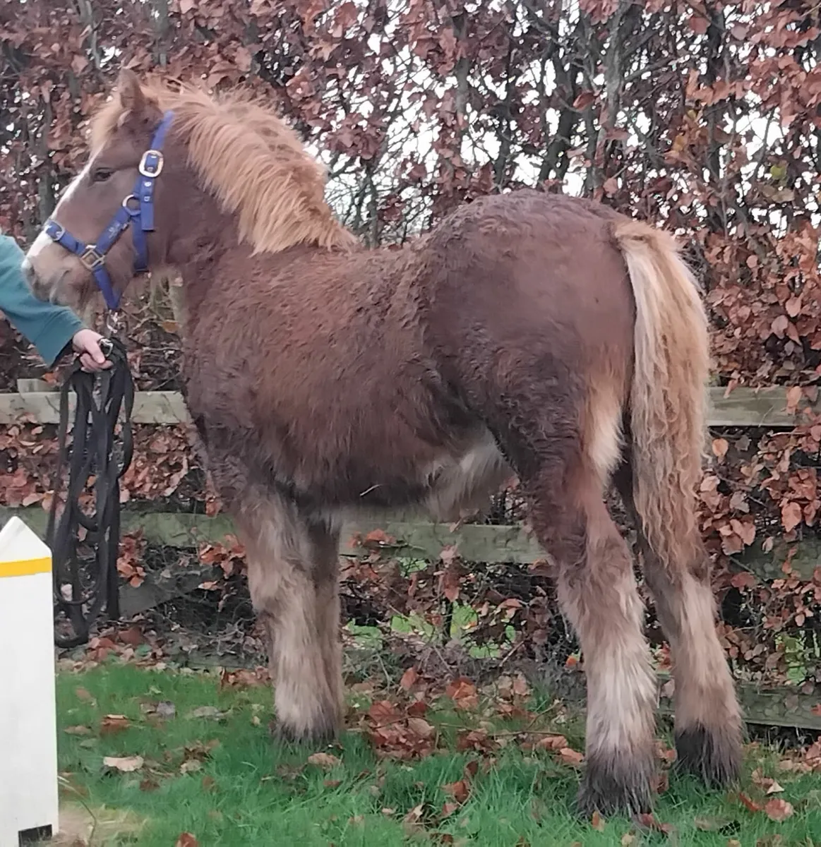 Top class irish cob filly foal - Image 1