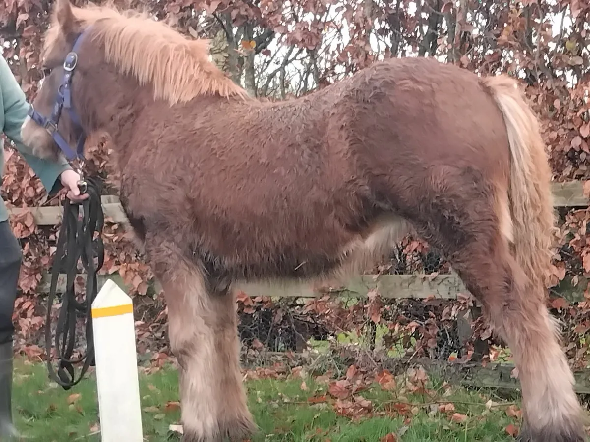 Top class irish cob filly foal - Image 2