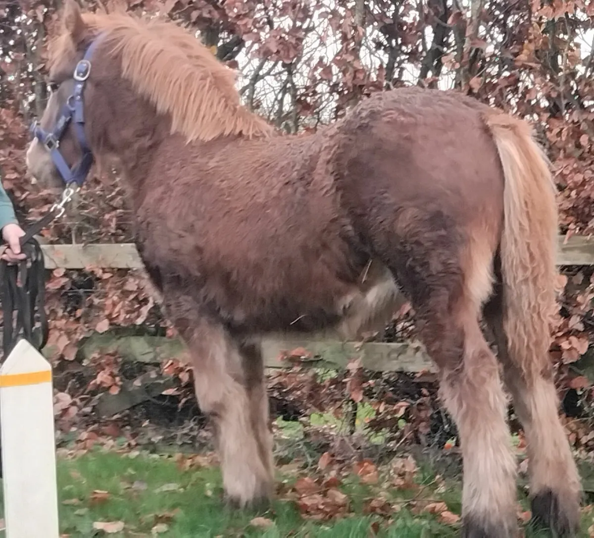 Top class irish cob filly foal - Image 3