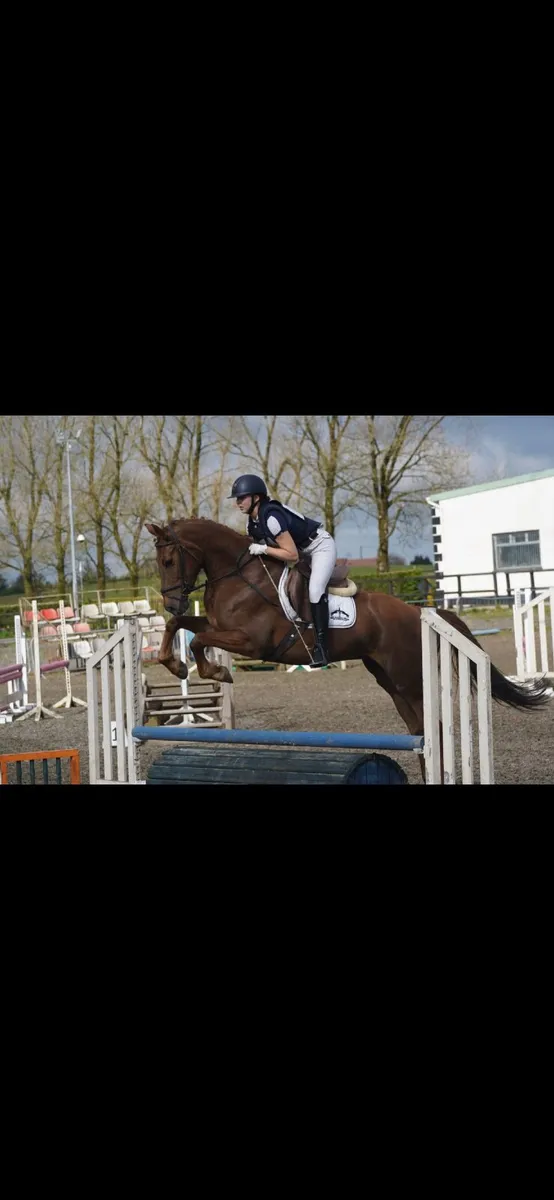 *Lot 417 in Connemara pony sales Saturday 29th - Image 1