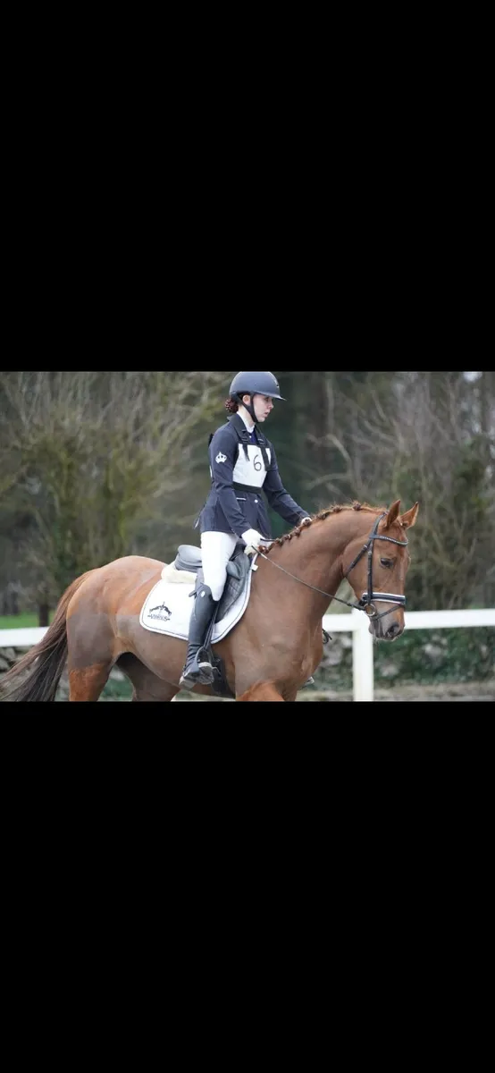 *Lot 417 in Connemara pony sales Saturday 29th - Image 2