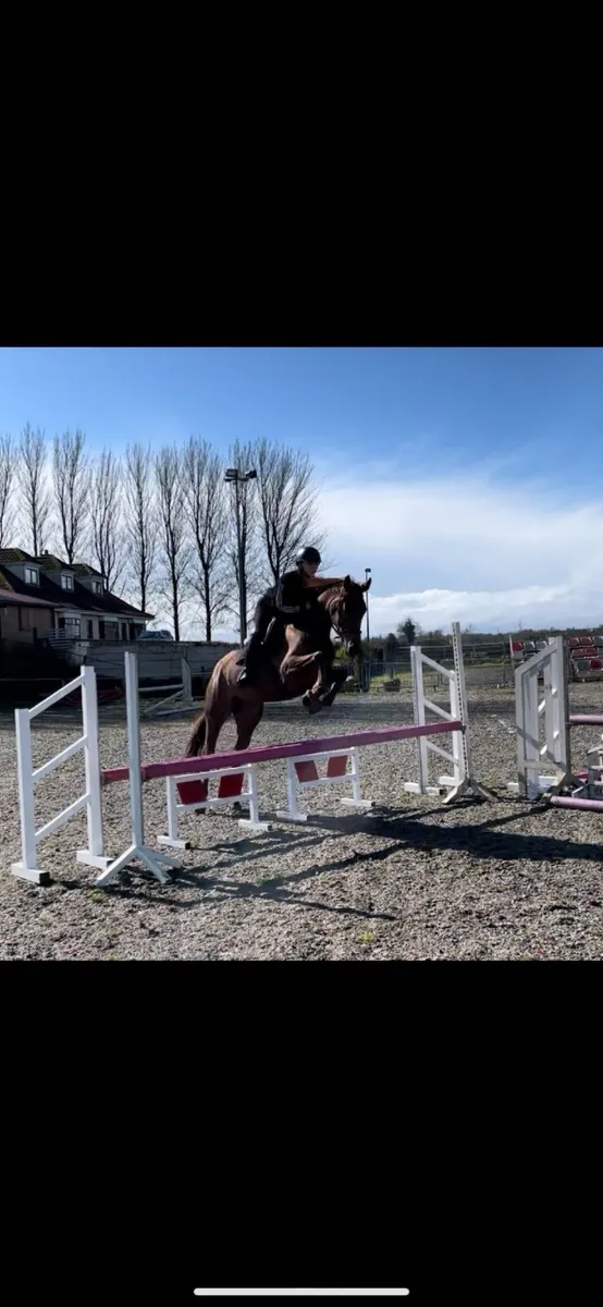 *Lot 417 in Connemara pony sales Saturday 29th - Image 3