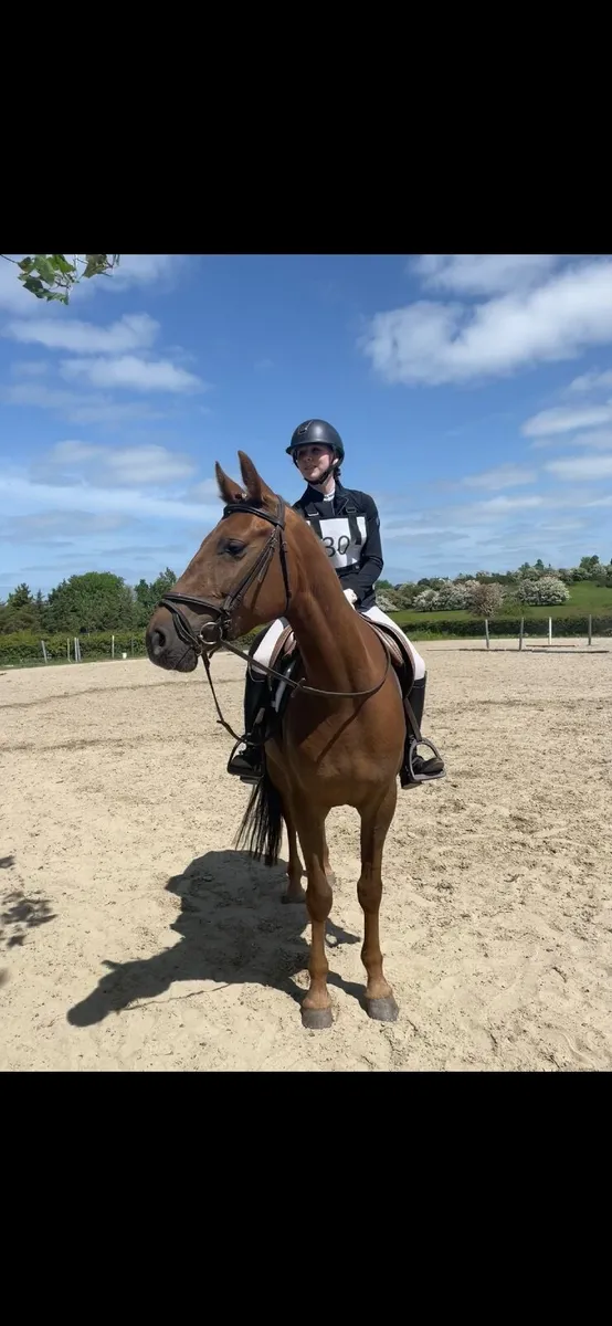 *Lot 417 in Connemara pony sales Saturday 29th - Image 4