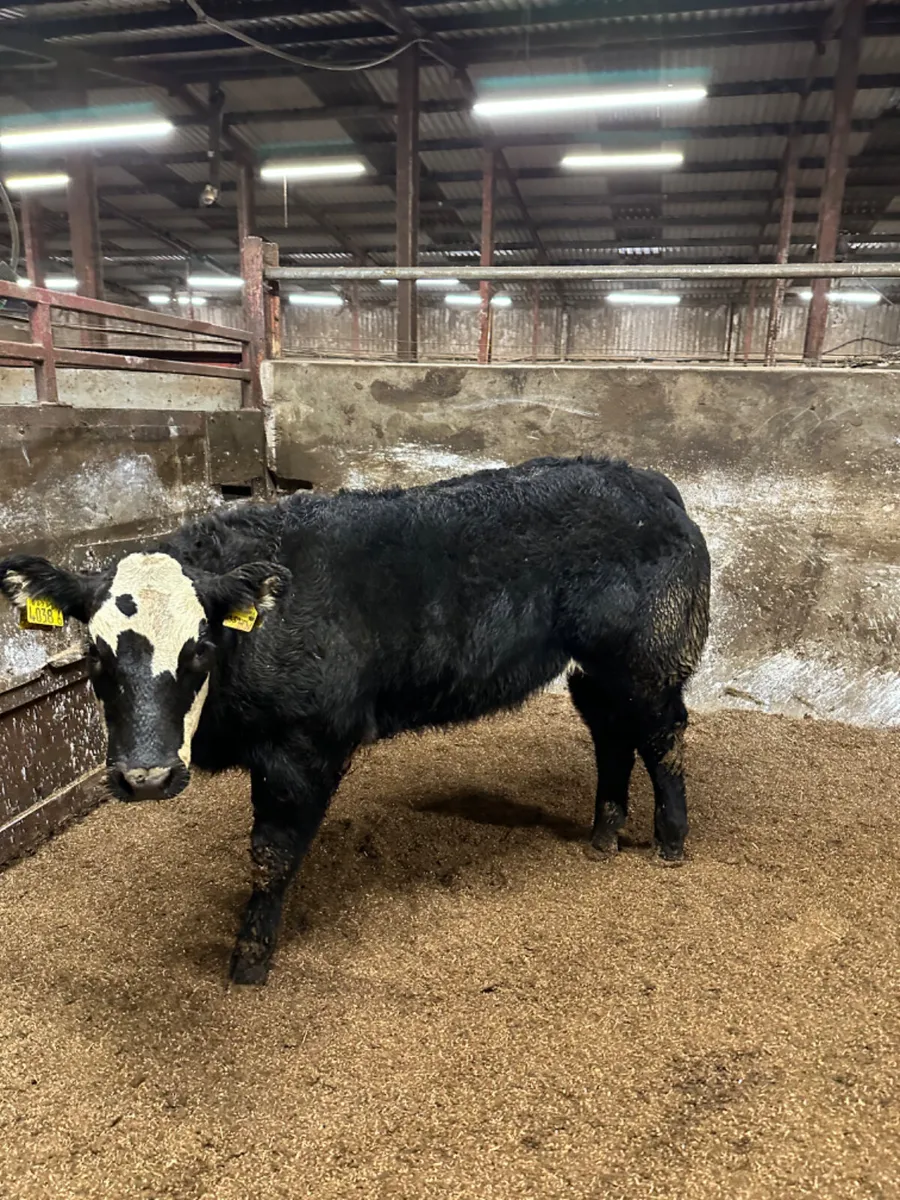 Lim show heifer - Image 3