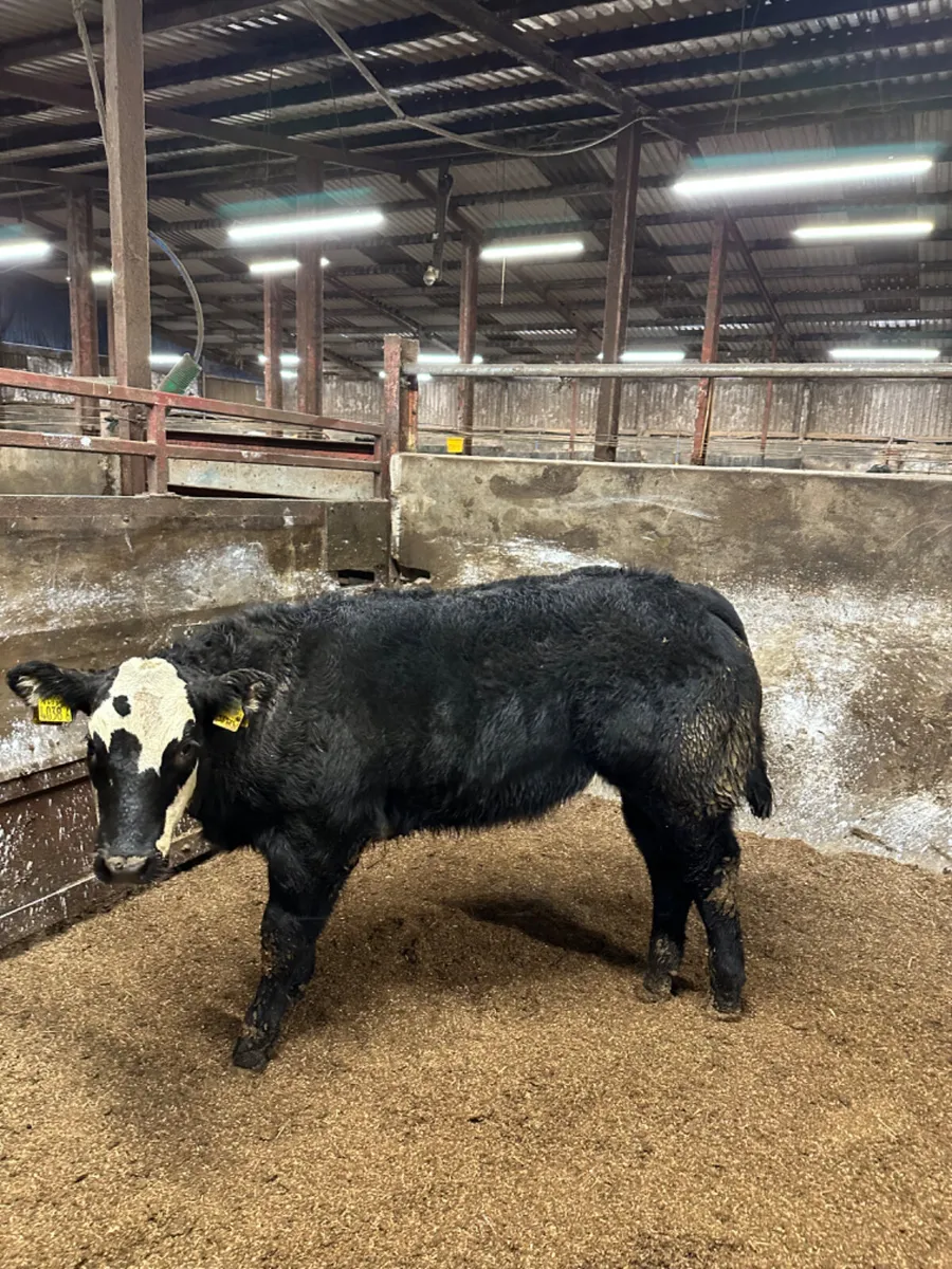 Lim show heifer - Image 1