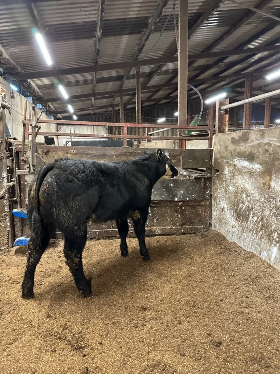 Lim show heifer - Image 2