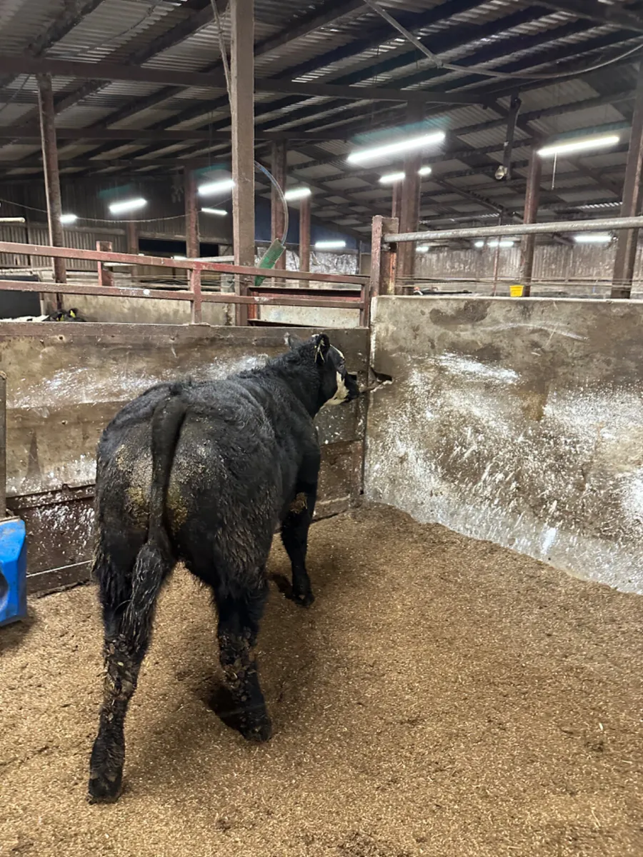 Lim show heifer - Image 4