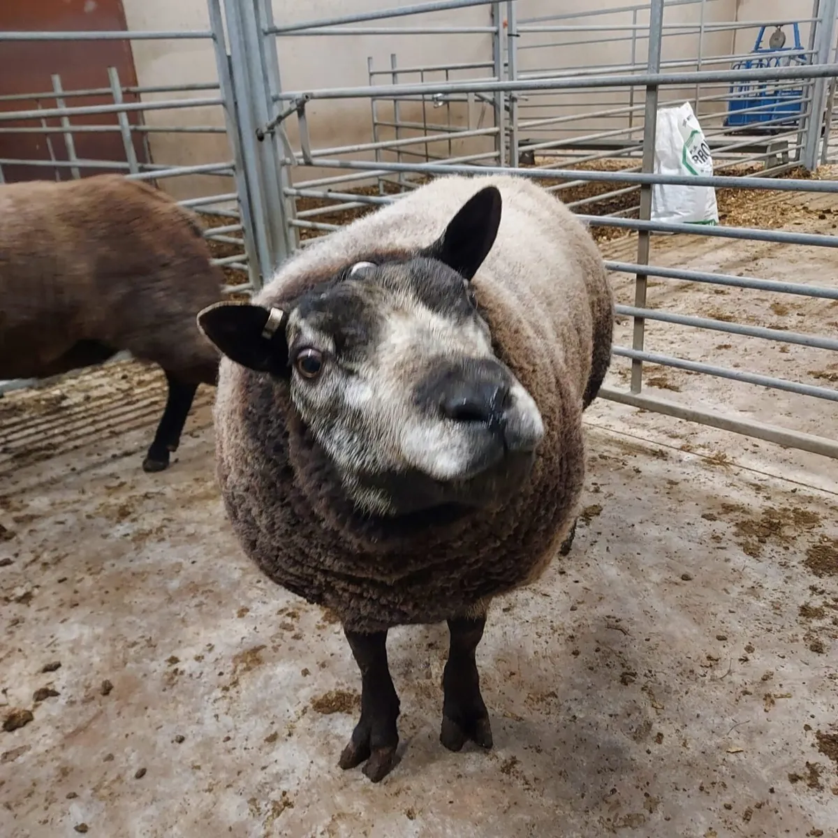 Pedigree Registered Blue Texel Shearling Rams - Image 2