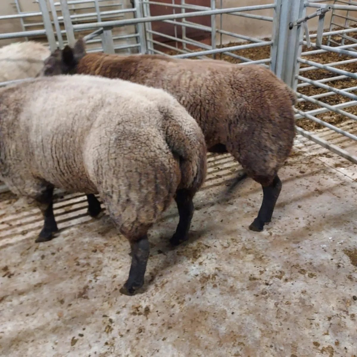 Pedigree Registered Blue Texel Shearling Rams - Image 3