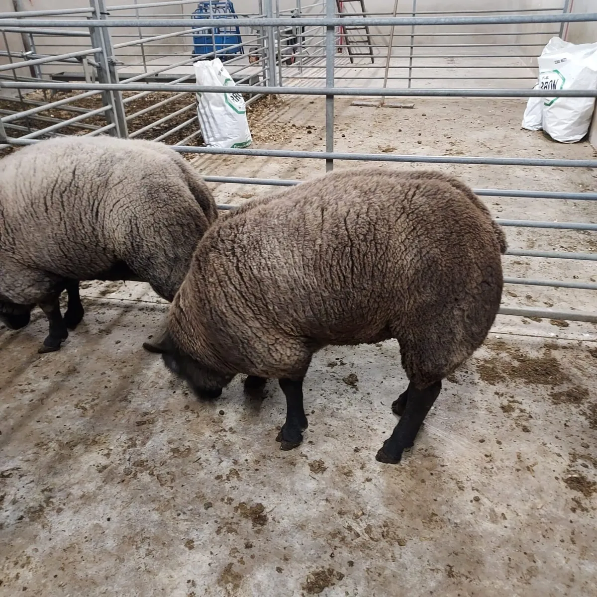 Pedigree Registered Blue Texel Shearling Rams - Image 4