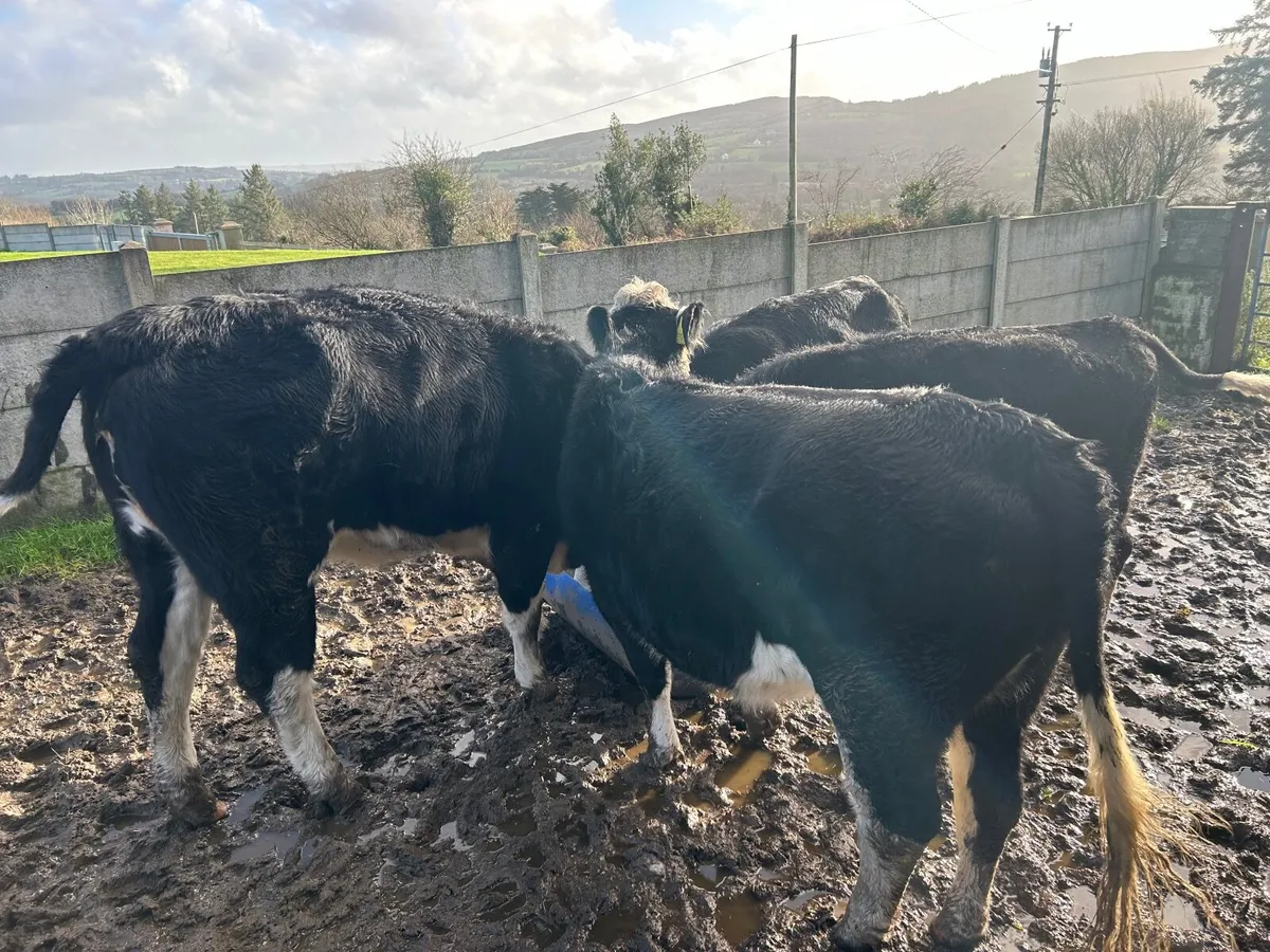 Hereford heifers - Image 2