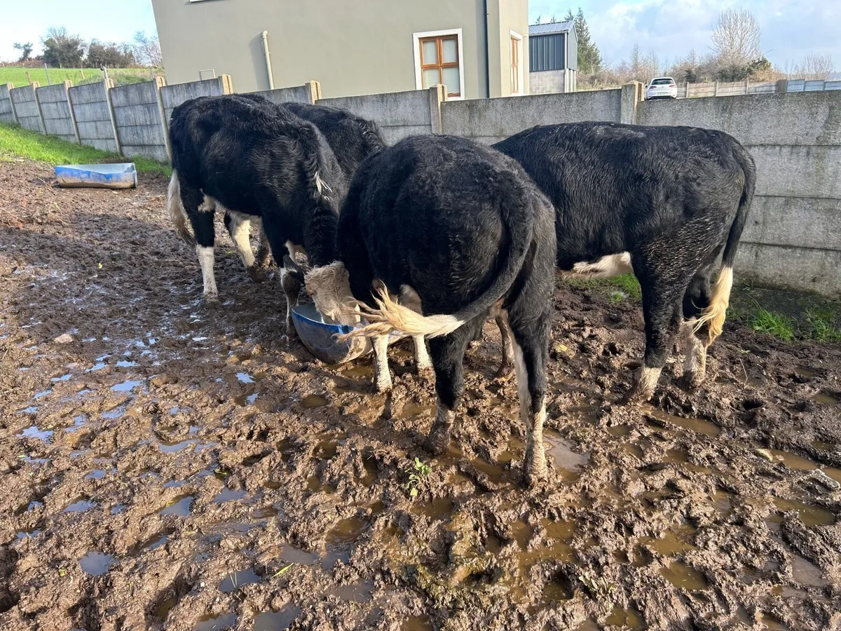 Hereford heifers - Image 1