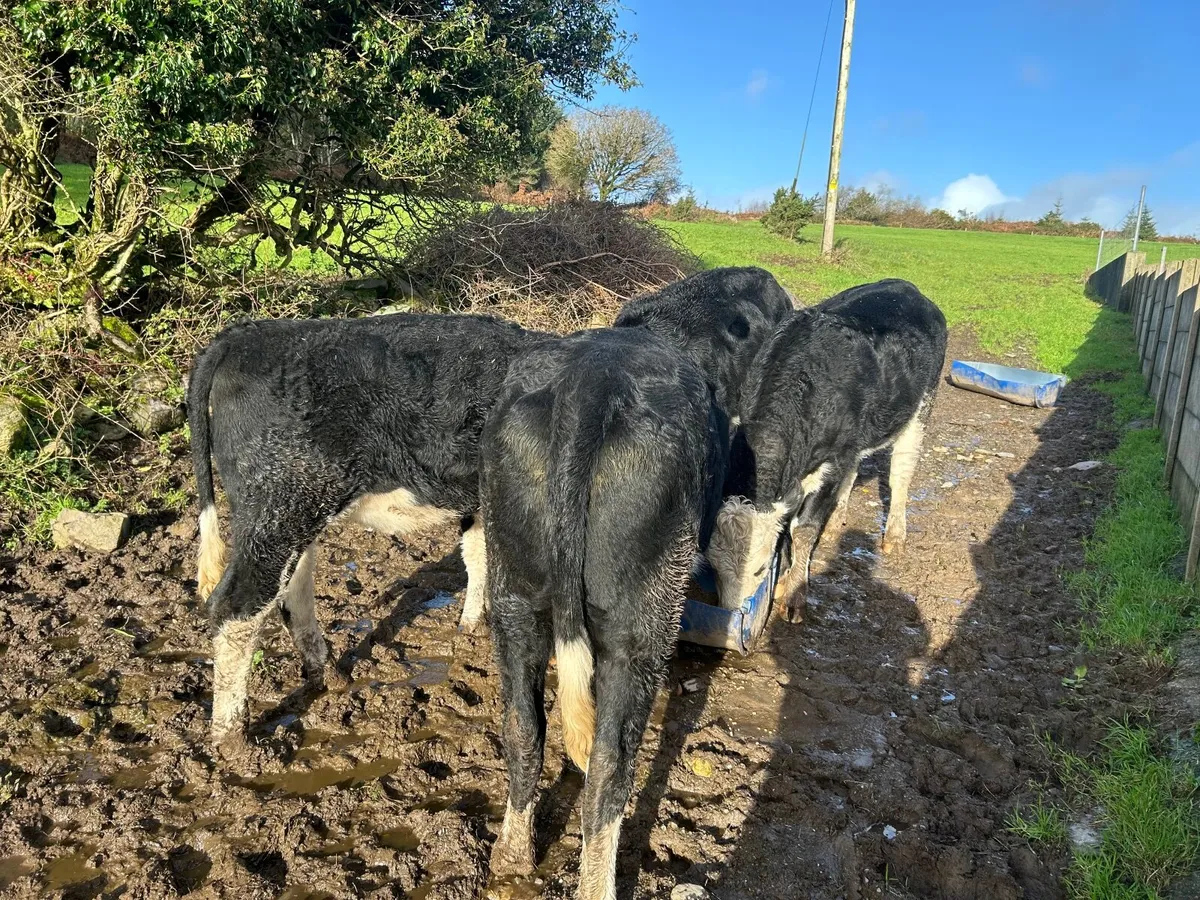 Hereford heifers - Image 3