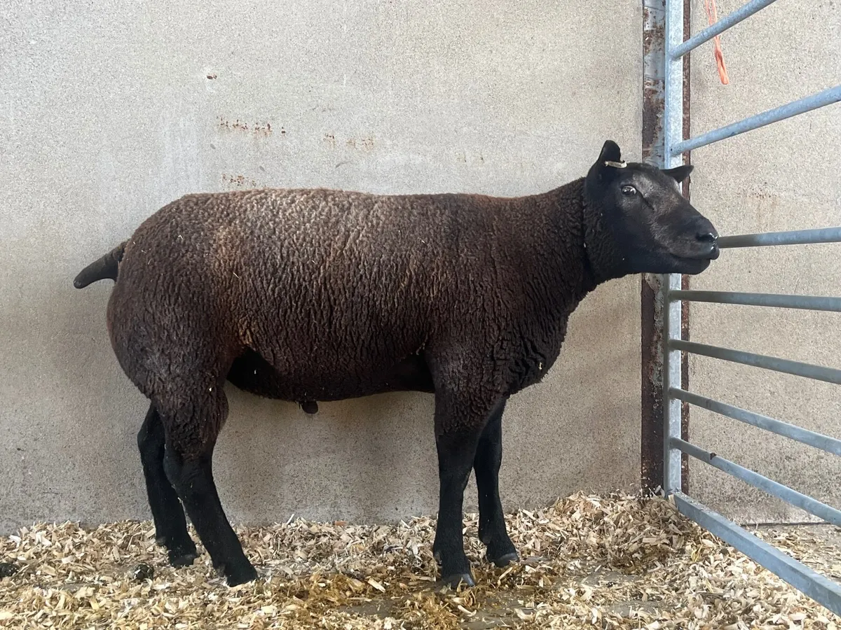 Pedigree Registered Blue Texel Shearling Rams - Image 1
