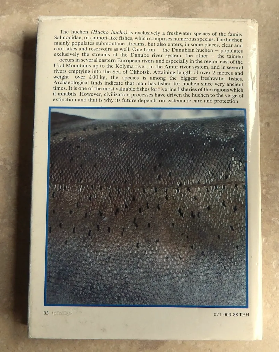 Rare Edition of The Eurasian Huchen Salmon - Image 3