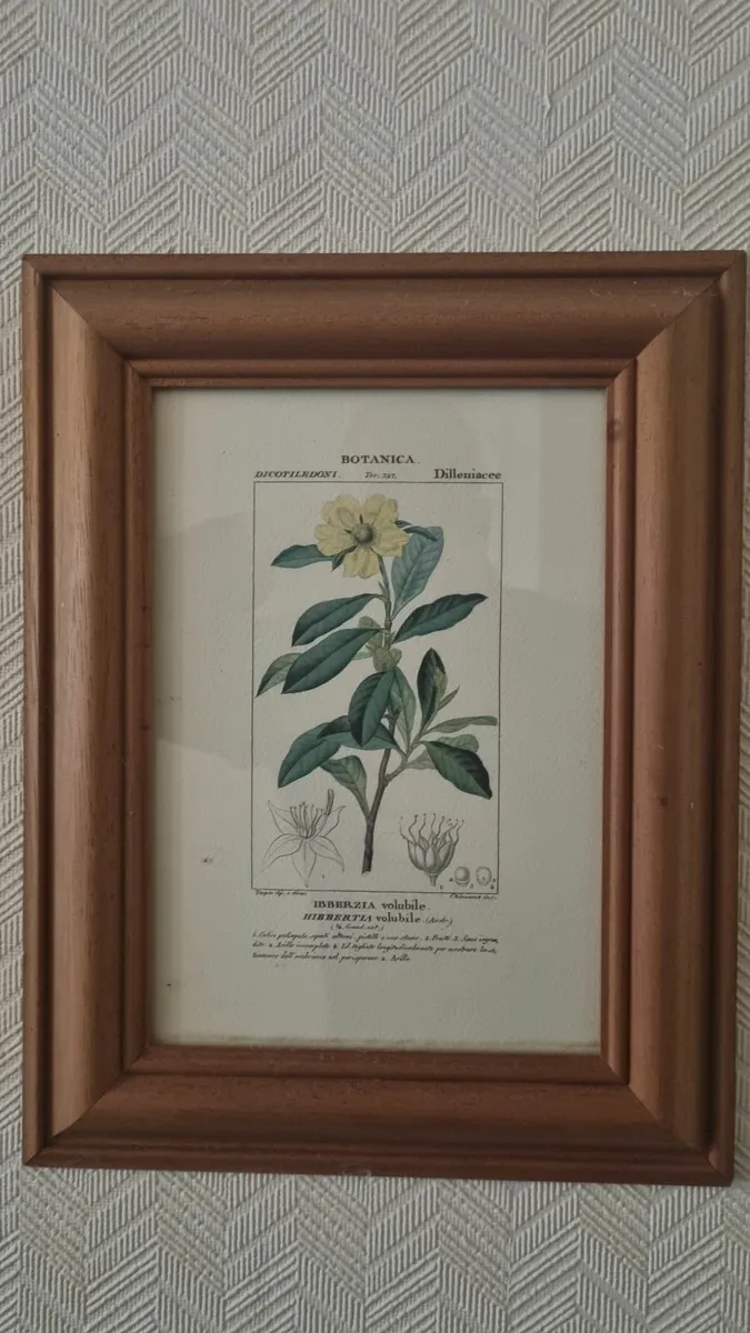 Wood Framed Botanical Prints - Image 2
