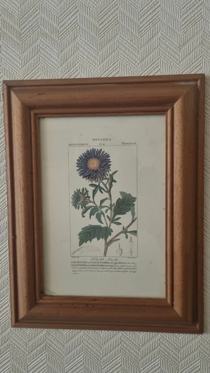 Wood Framed Botanical Prints - Image 3