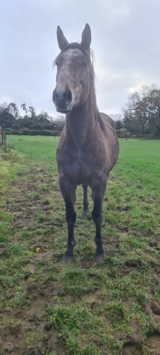 Wrs traditional  sport horse - Image 1