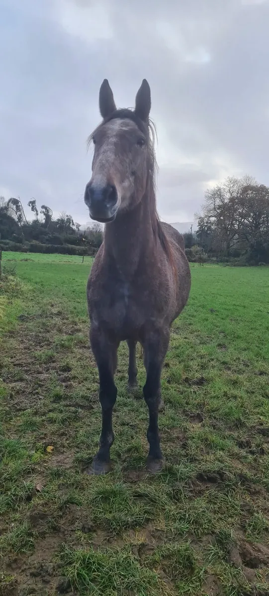 Wrs traditional  sport horse - Image 2