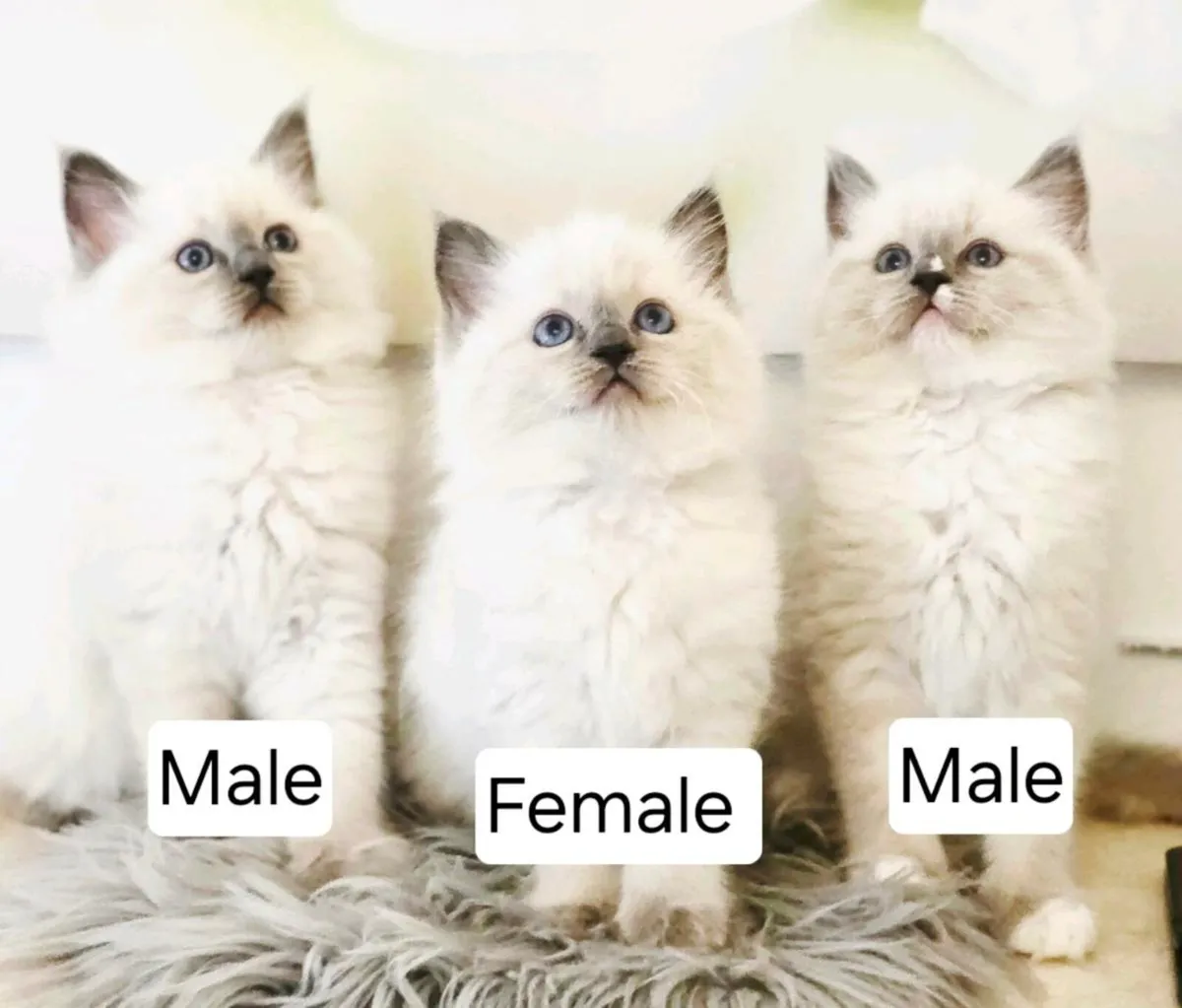 Pure breed Ragdoll kittens - Image 1