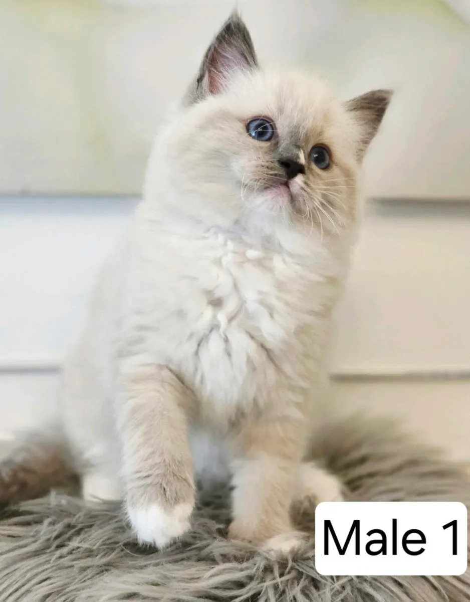 Pure breed Ragdoll kittens - Image 2