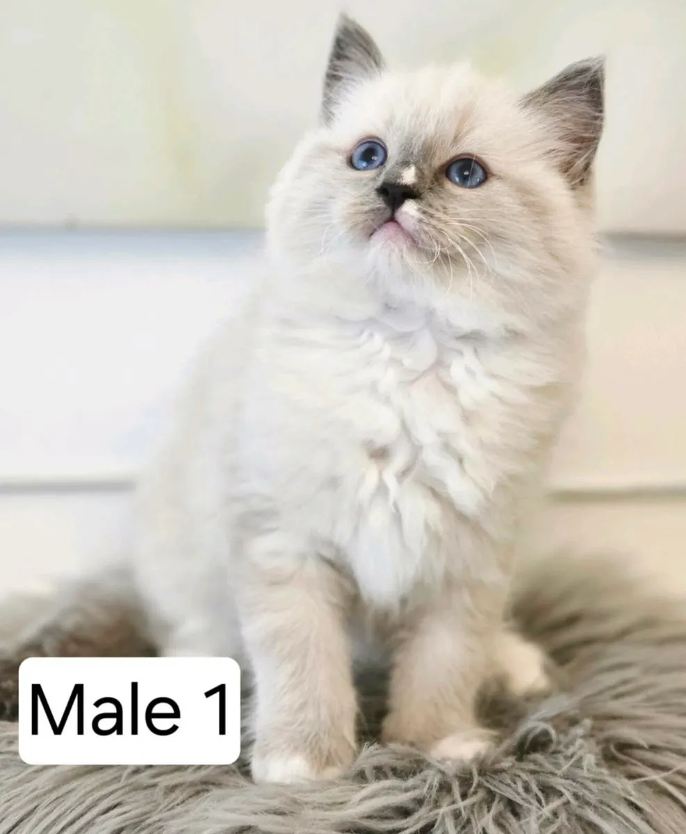 Pure breed Ragdoll kittens - Image 3
