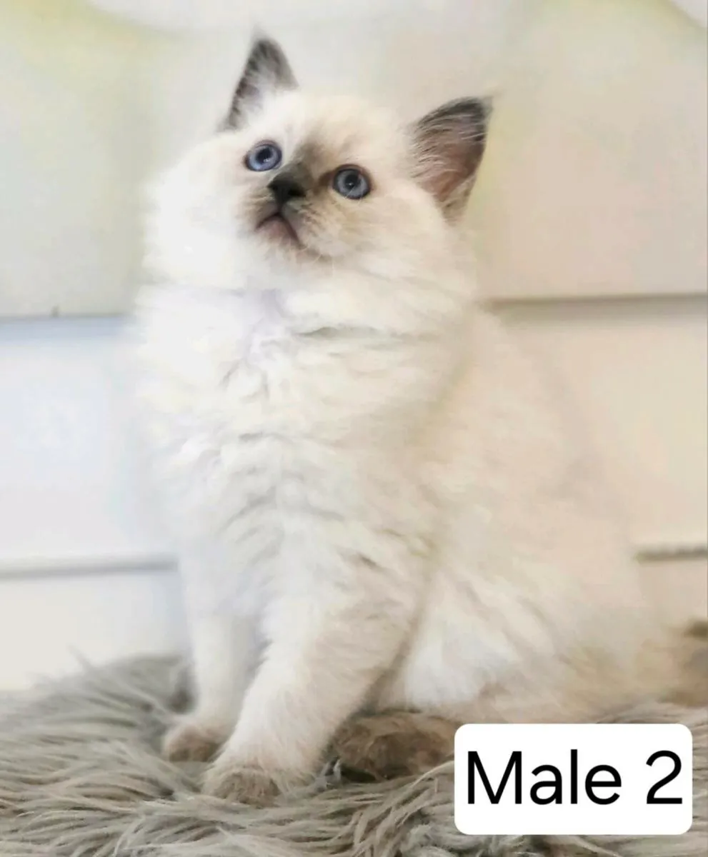 Pure breed Ragdoll kittens - Image 4