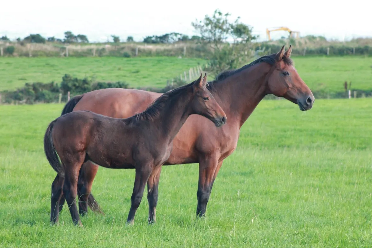 1.60m Empty Limmerick Broodmare - Image 1