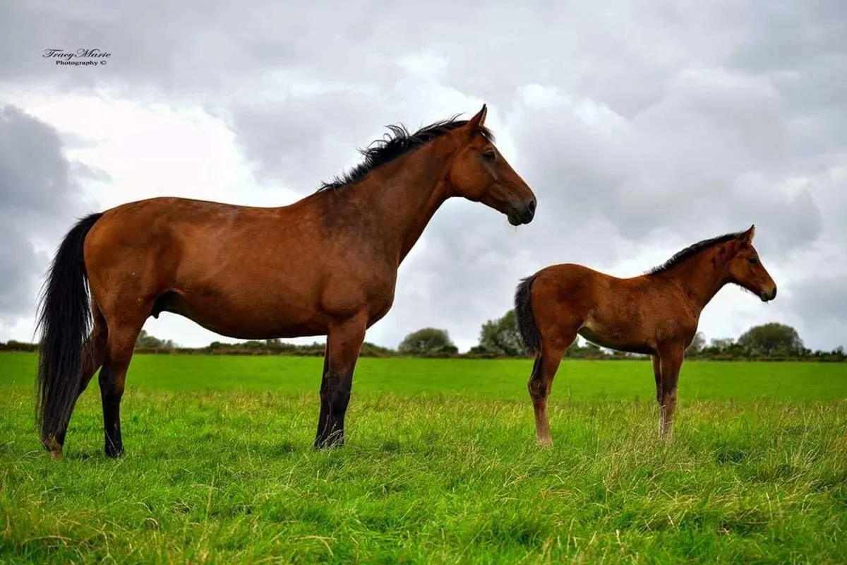 1.60m Empty Limmerick Broodmare - Image 2