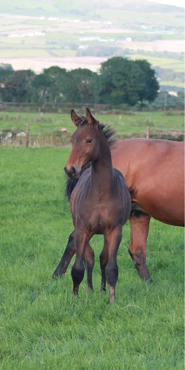 1.60m Empty Limmerick Broodmare - Image 3
