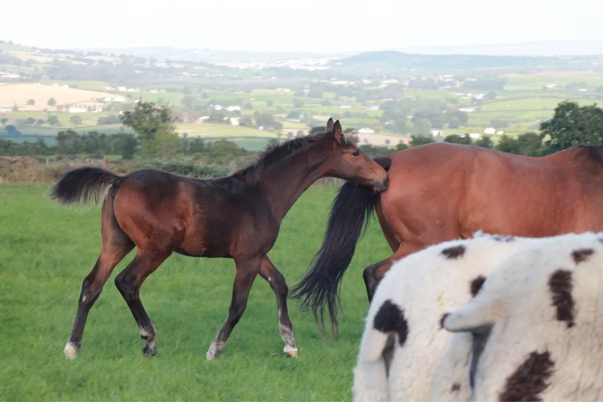 1.60m Empty Limmerick Broodmare - Image 4