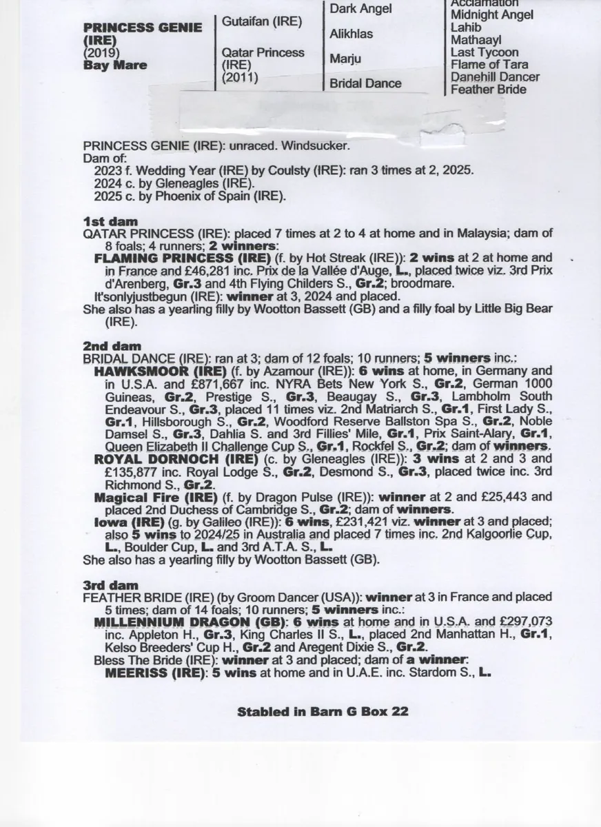 Broodmare for sale - Image 2