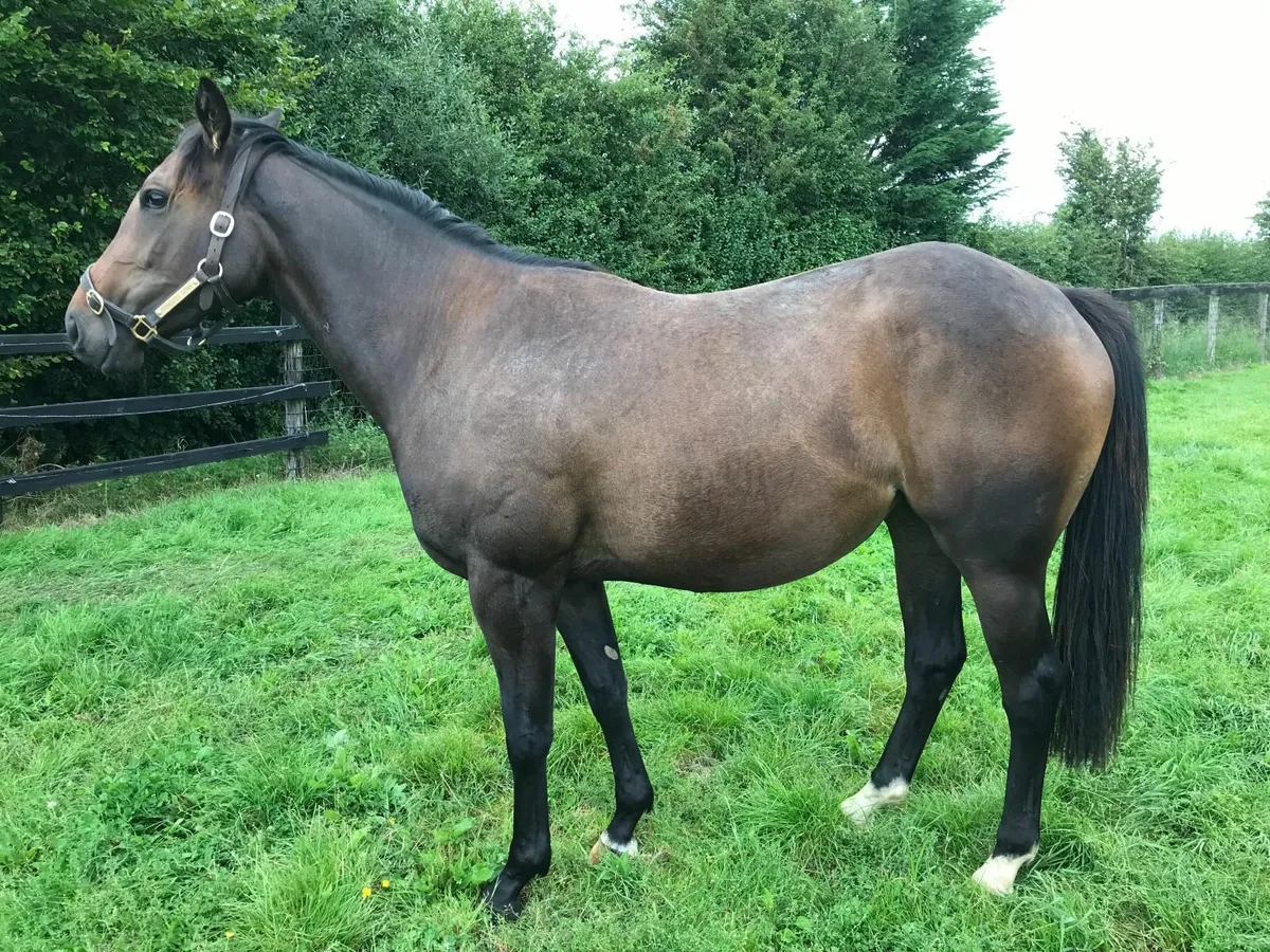 Broodmare for sale - Image 3