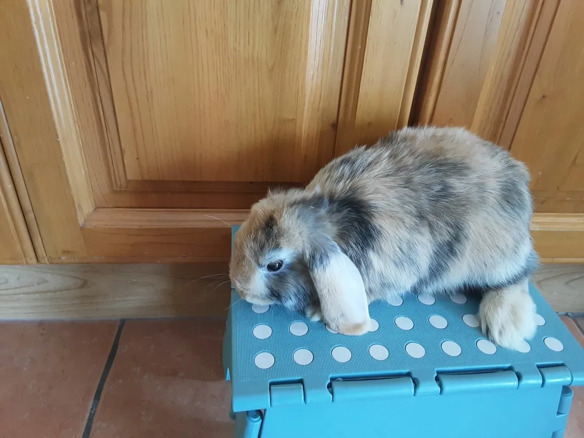 Mini lop bunnies - Image 3