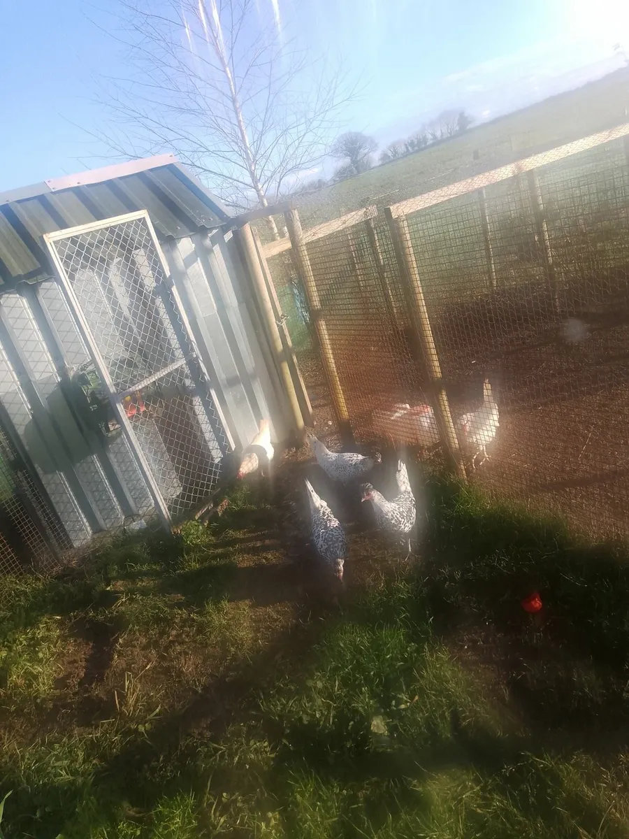 Chickens - Image 2