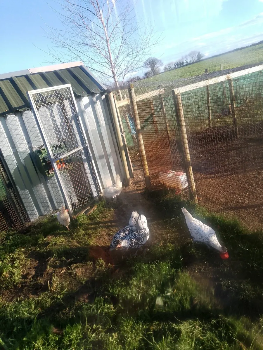 Chickens - Image 3