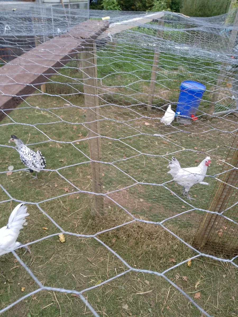 Chickens - Image 4