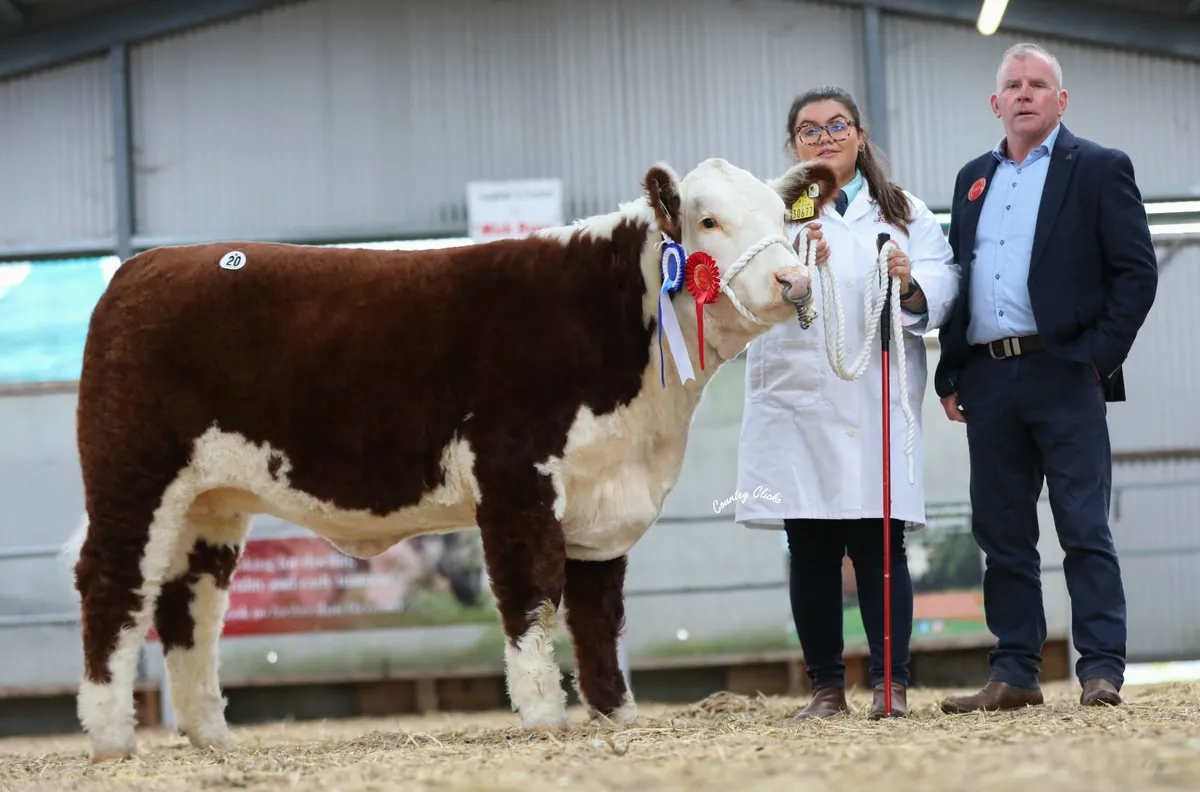 HEREFORD PREMIER HEIFER SHOW & SALE - Image 3