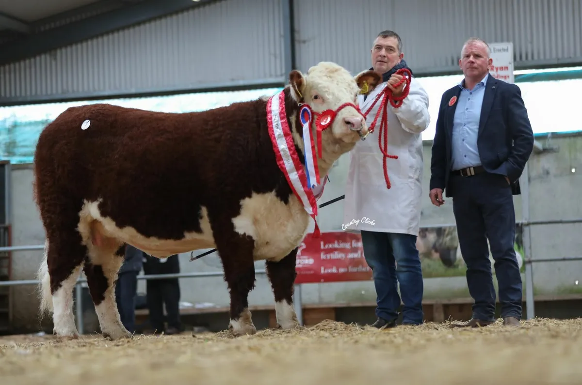 HEREFORD PREMIER HEIFER SHOW & SALE - Image 2