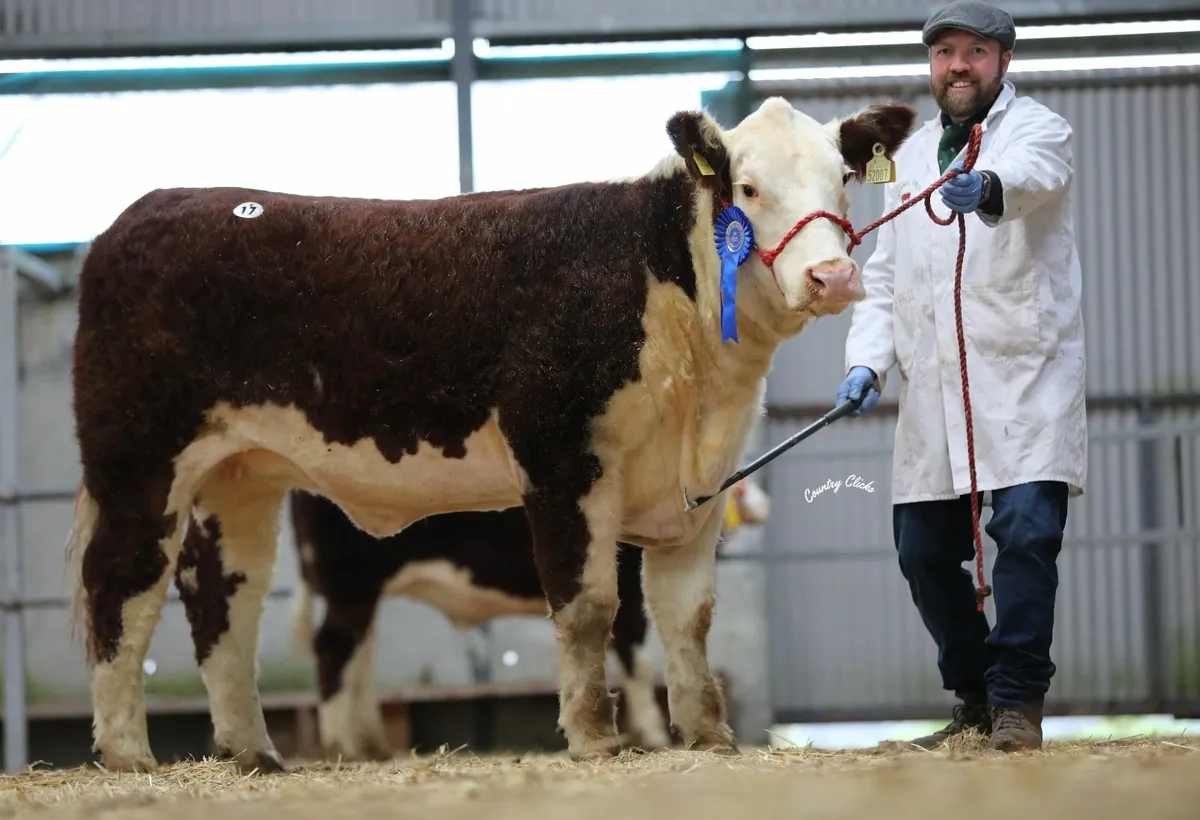 HEREFORD PREMIER HEIFER SHOW & SALE - Image 4